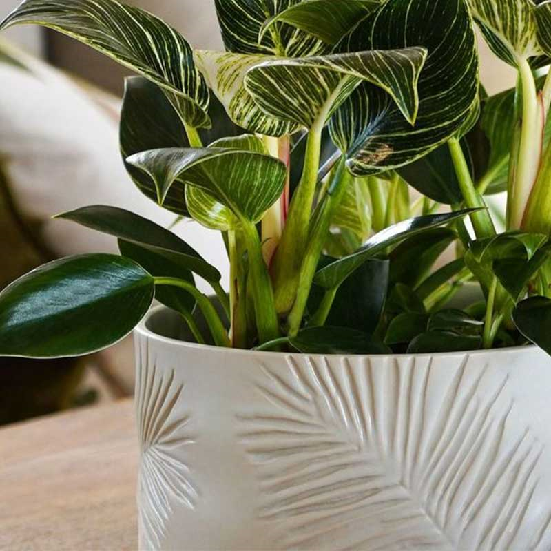 Kew Botanical Retreat Stoneware Sago Palm Bowl D18cm, Cream