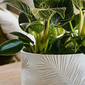 Kew Botanical Retreat Stoneware Sago Palm Bowl D18cm, Cream